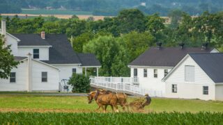 Horse drawn cultivator, amish farm near Lancaster, PA