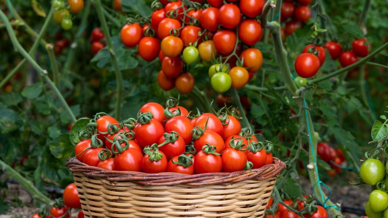 Different tomatoes in baskets near the greenhouse. Harvesting tomatoes.