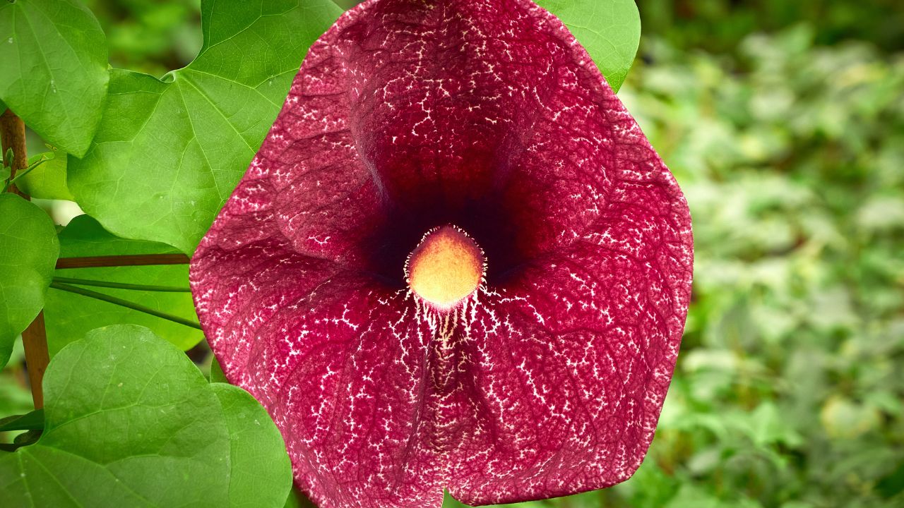 Aristolochia littoralis plant or elegant Dutchman's pipe. Aristolochiaceae family