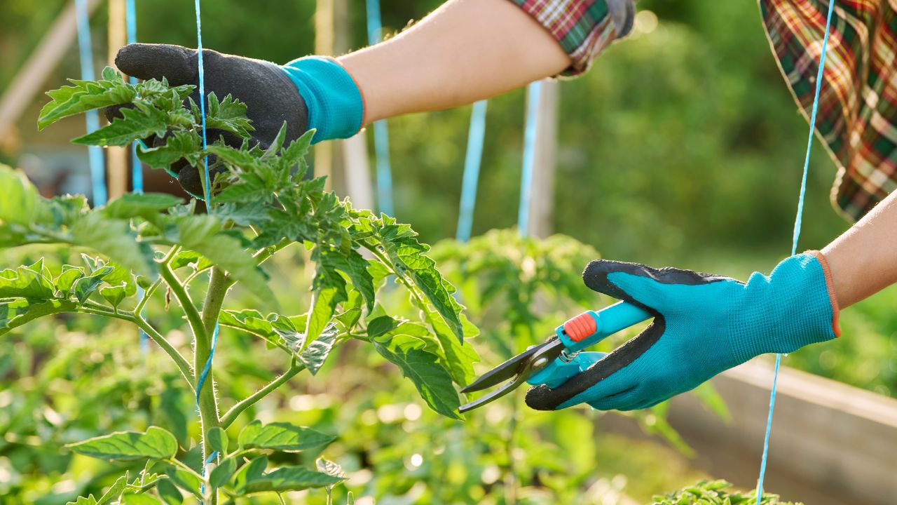 Pruning Tomato Pruning Tomato