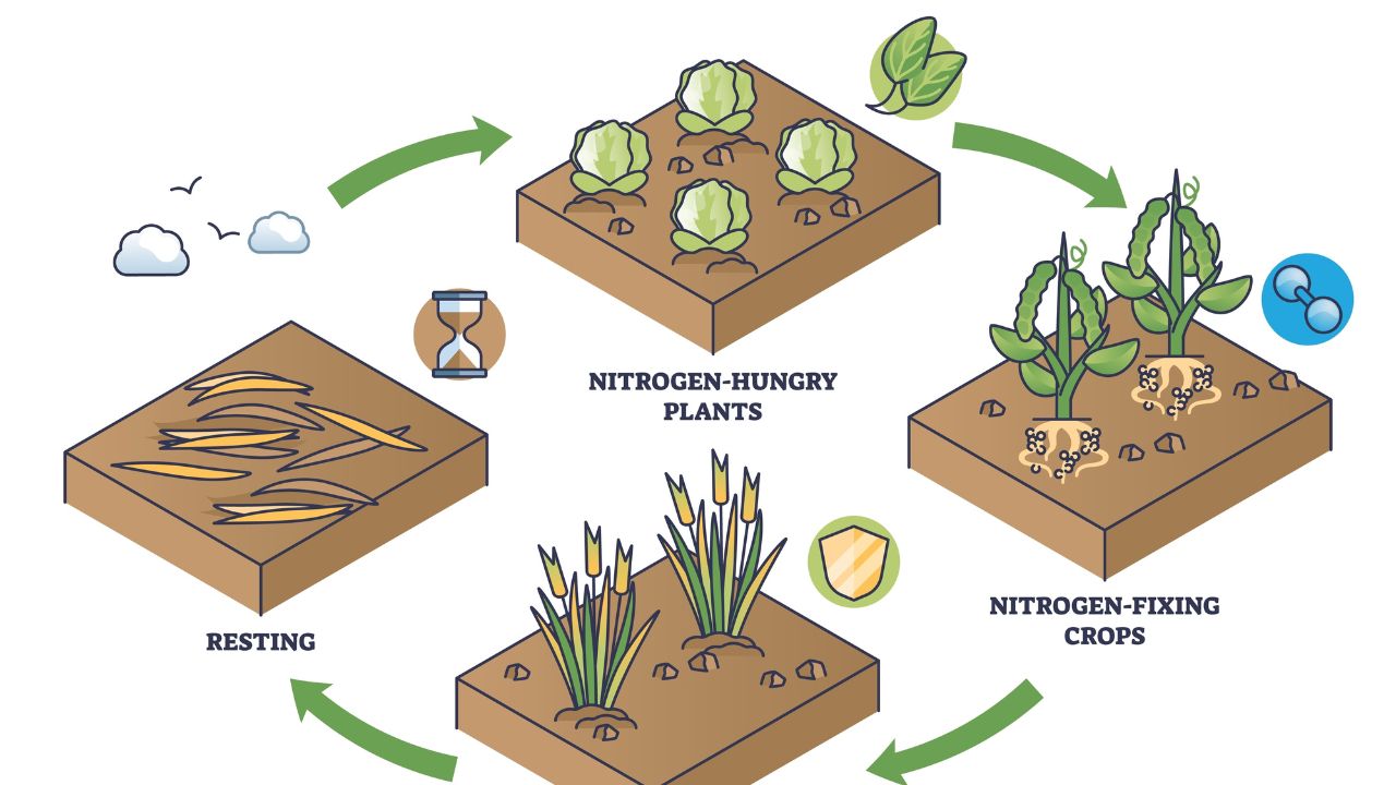 Crop rotation as sustainable soil fertility and resting cycle outline diagram. Labeled educational scheme with nitrogen hungry or fixing plants for ecological soil sequencing vector illustration.
