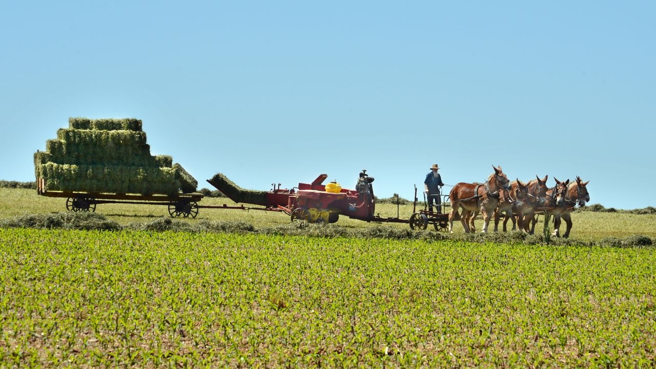 Horse-Powered Farming- making hay and loading it on to the wagon A haystack in a farm field after harvest on a sunny evening.