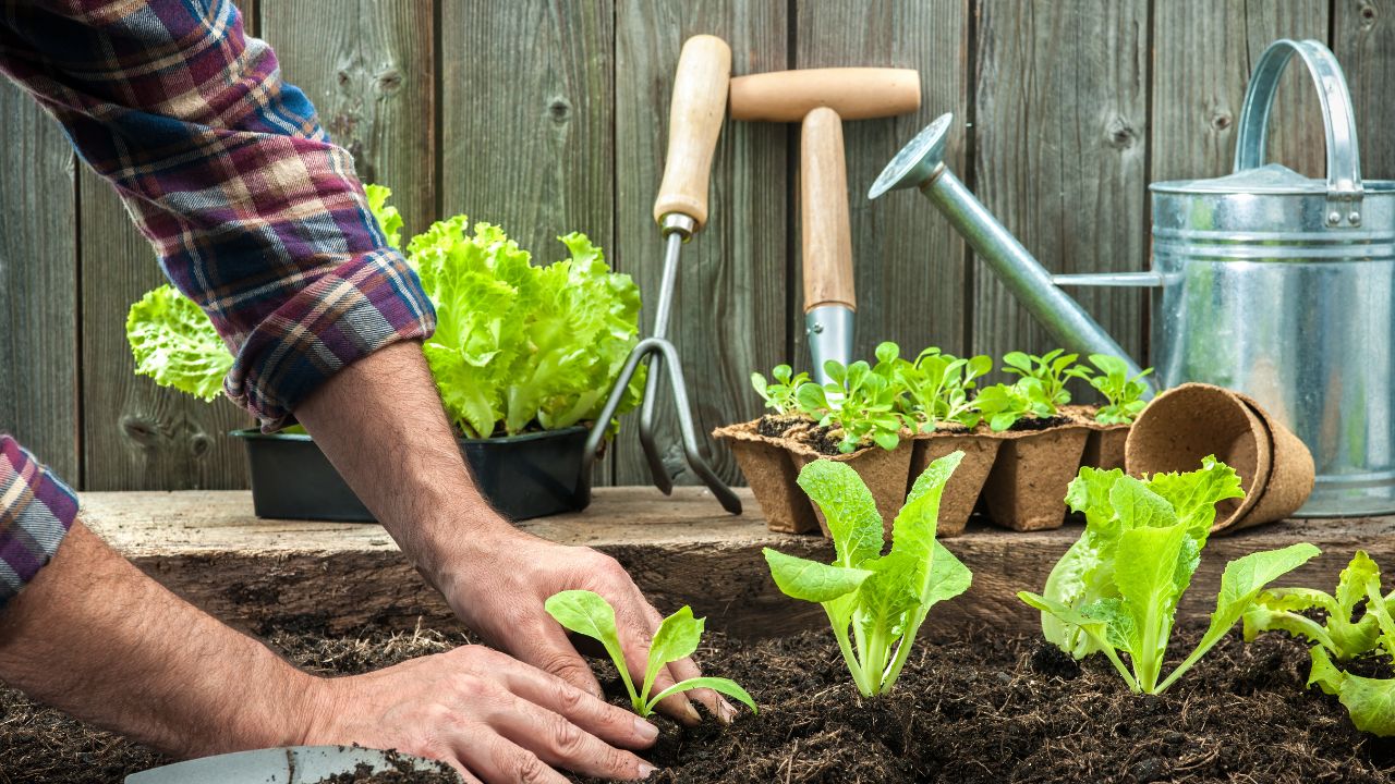Farmer planting young seedlings of lettuce salad in the vegetable garden