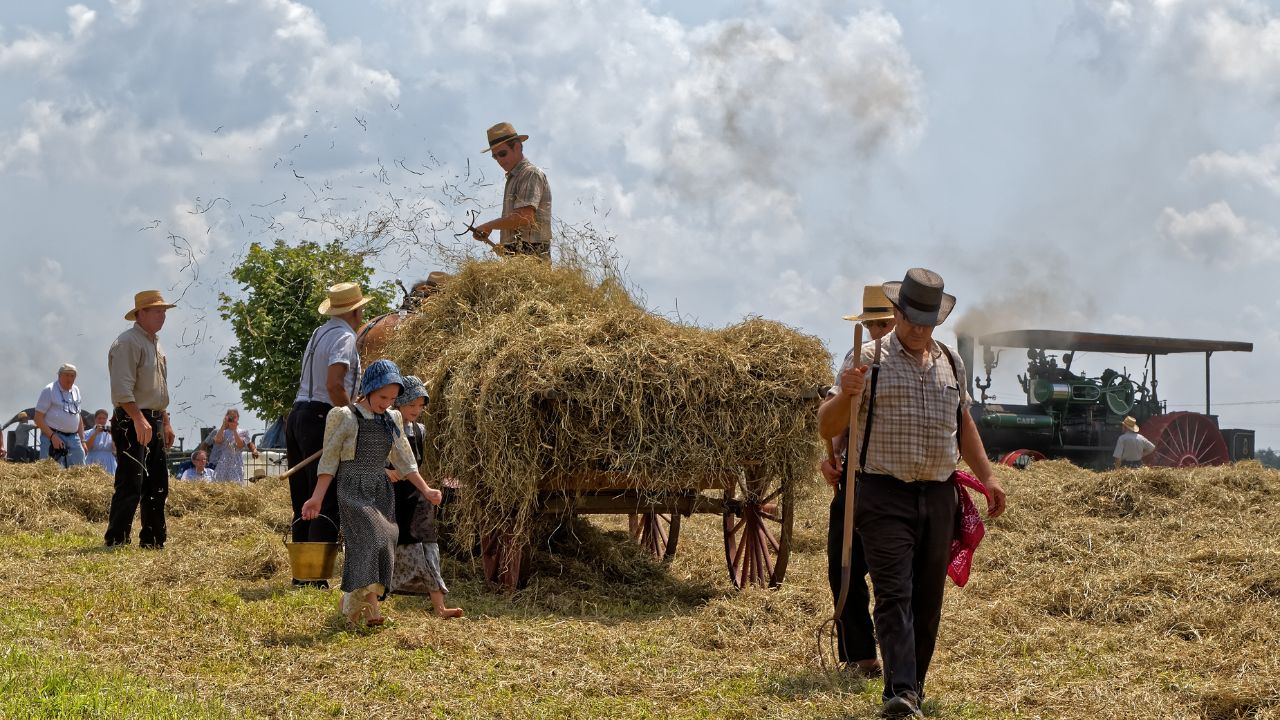 Amish people collecting hay on a horse carriage