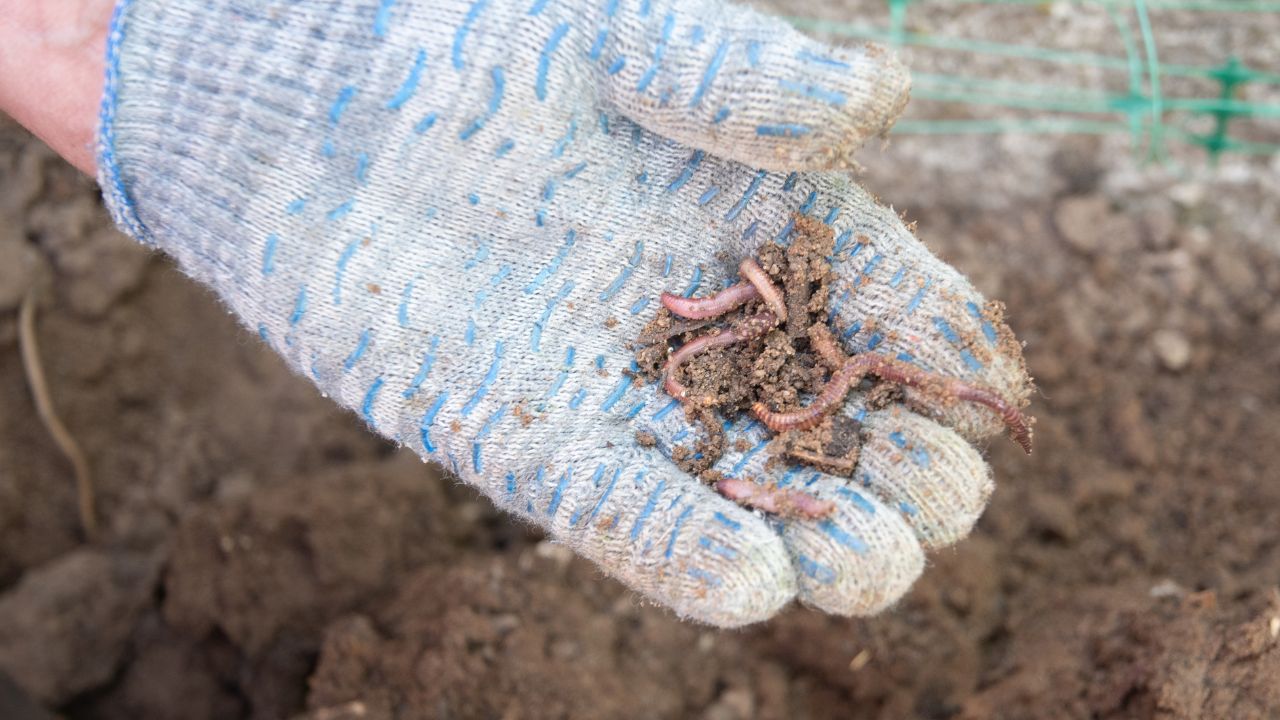 Gardener wearing gloves is holding a handful of earthworms, essential for composting and improving soil health, promoting a natural and sustainable approach to gardening