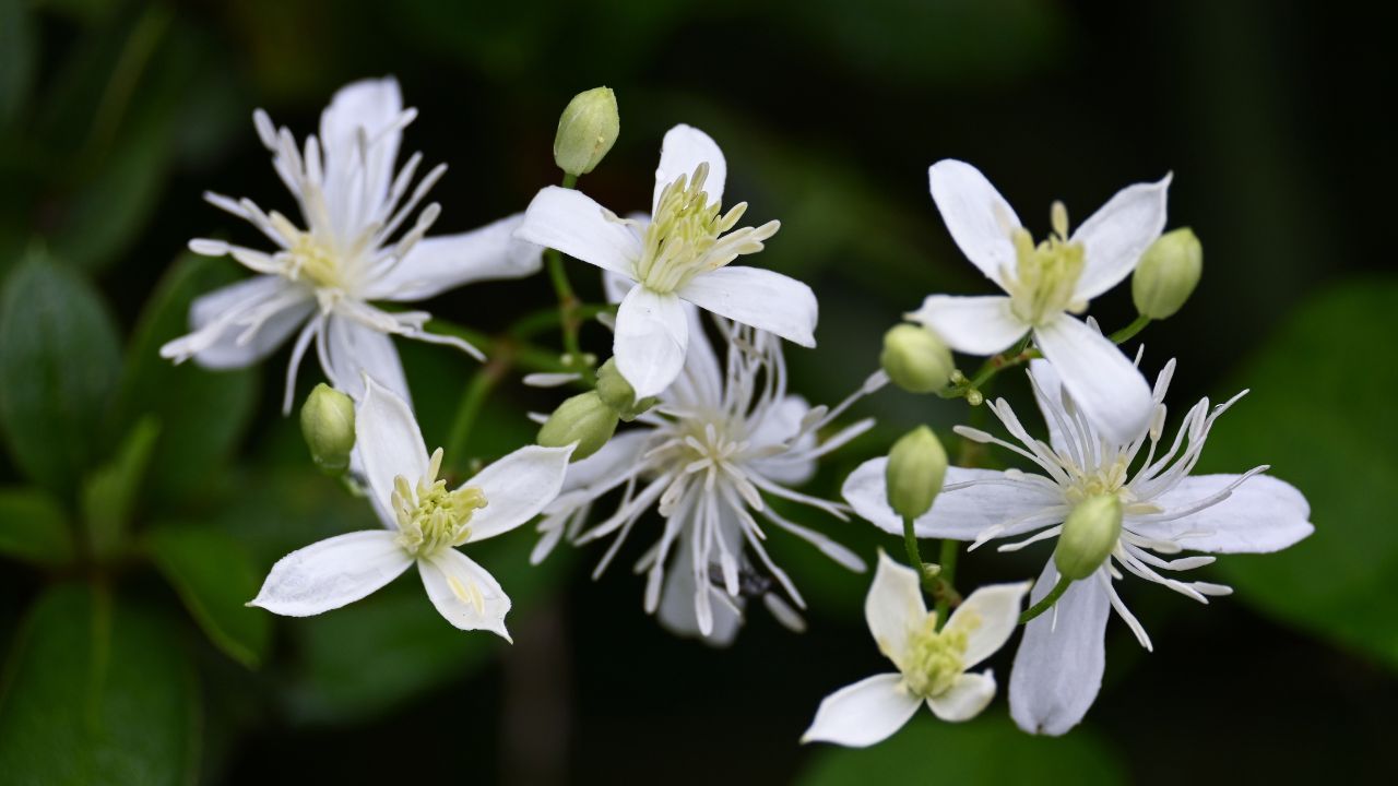 Sweet autumn clematis flowers. Lanunculaceae perennial toxic vine. Small white four-petaled flowers bloom from August to September.