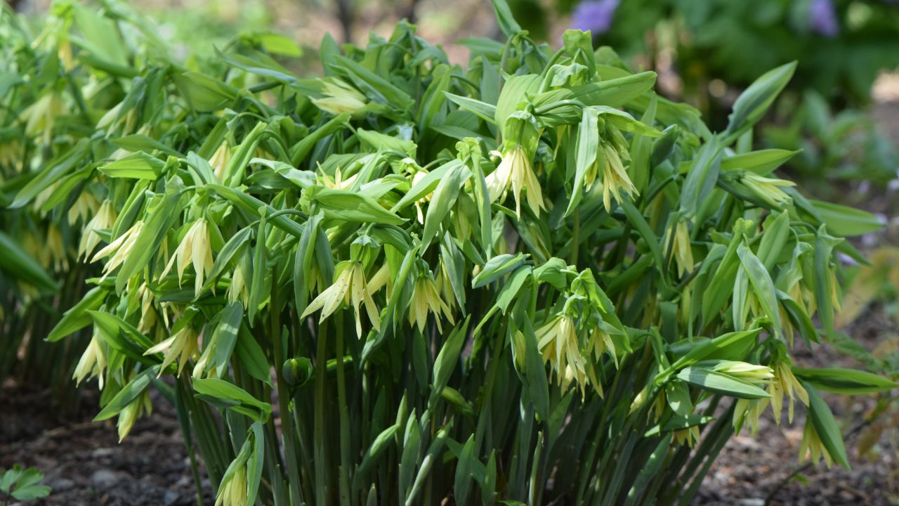 Uvularia grandiflora in arboretum in Wojsławice, SW Poland