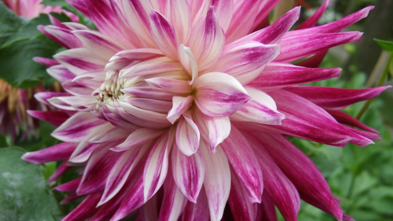 Vancouver Dahlia