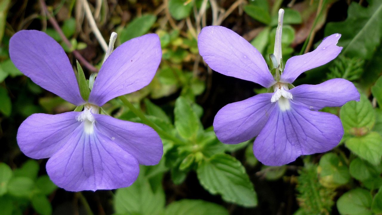 Viola cornuta