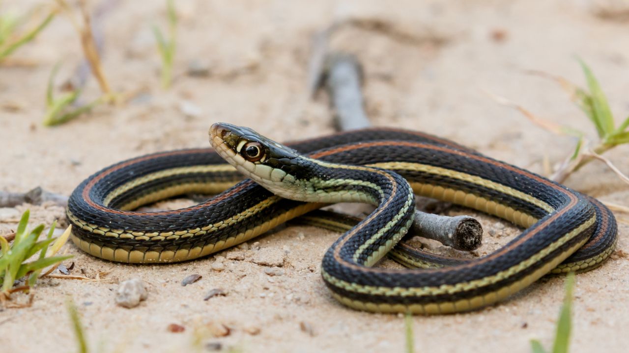 Western Ribbon Snake 
