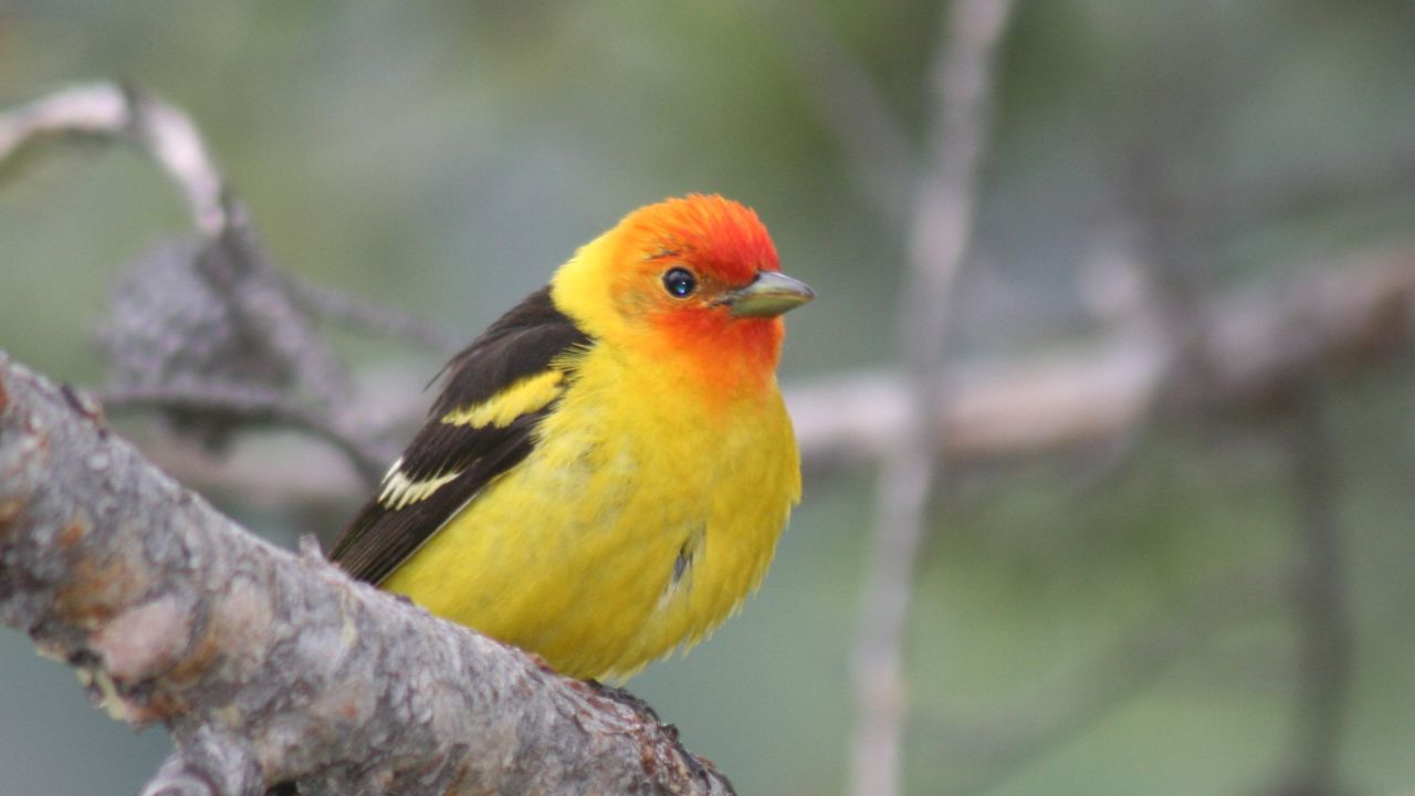 Western Tanager (Piranga ludoviciana) male; taken in Wyoming