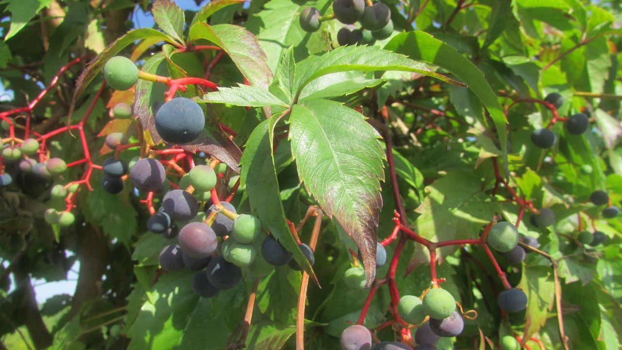 Wild (Vitis vulpina) grape with VIrginia Creeper (Parthenocissus quinquefolia) leaves at Cumberland Crossing.
