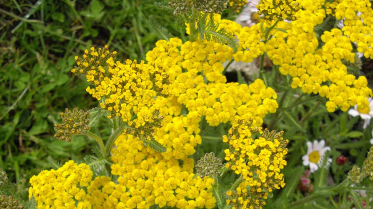 Woolly Yarrow (Achillea tomentosa)