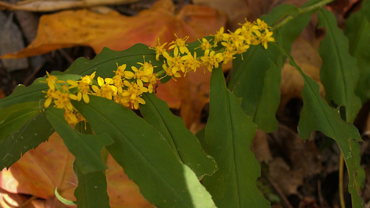 Wreath Goldenrod Bluestem Goldenrod (Solidago caesia)