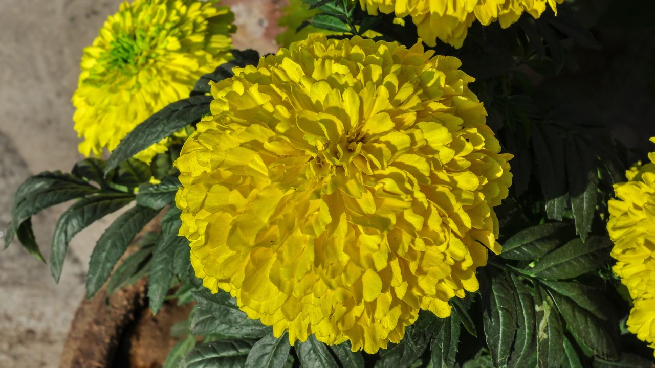 Yellow Tagetes erecta flower.