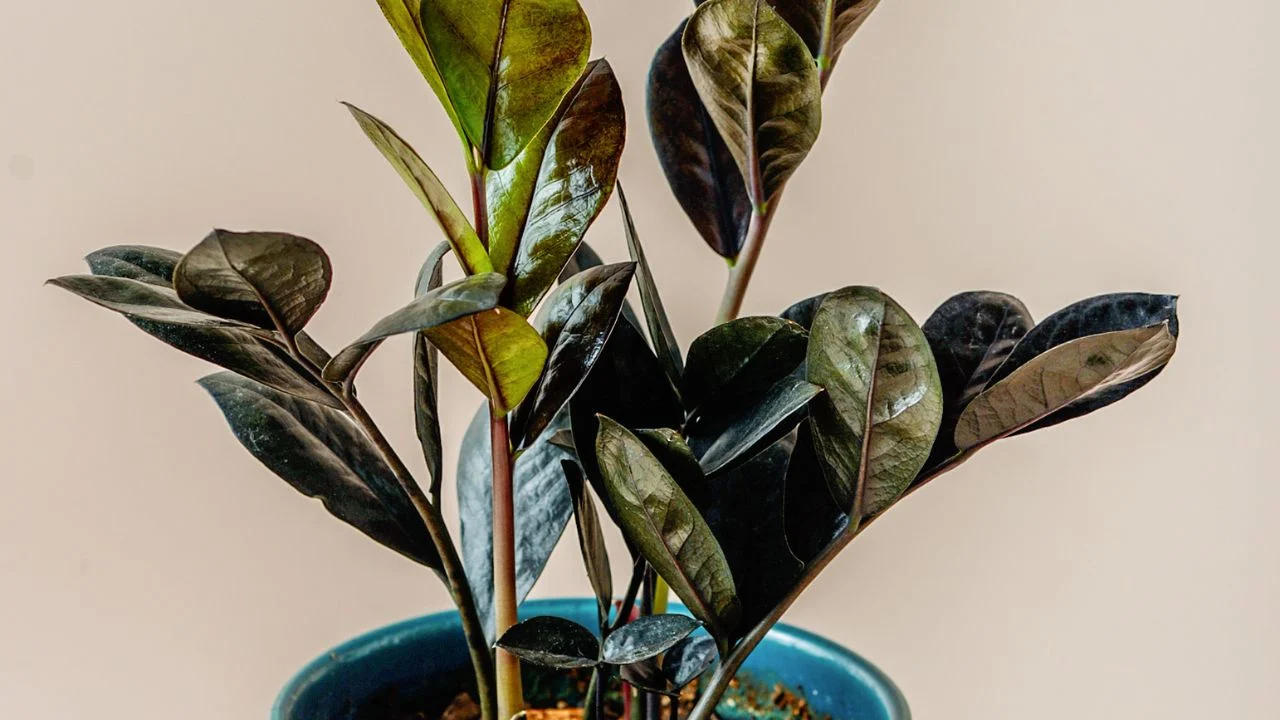 ZZ Raven (Zamioculcas zamiifolia ‘Raven’)