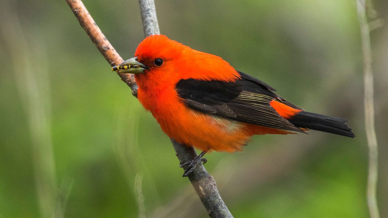 scarlet tanager