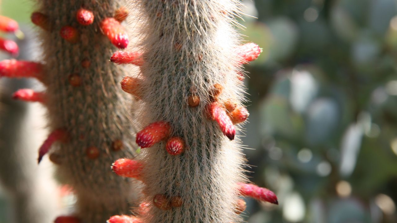 silver torch cactus Cleistocactus strausii