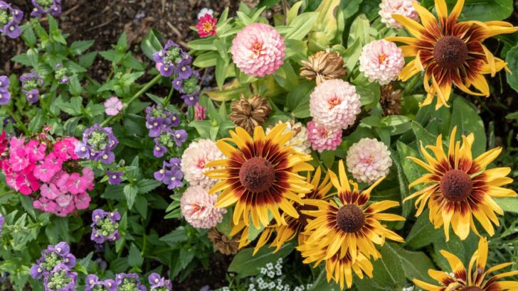 16 Plants That Pair Perfectly with Zinnias