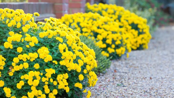 17 Perennials to Plant in Fall for a Stunning Spring Garden
