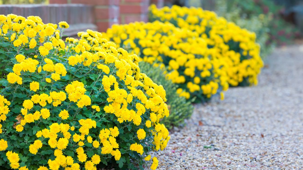 Chrysanthemum flowers, yellow chrysanthemums in a flower border in a winter garden, UK