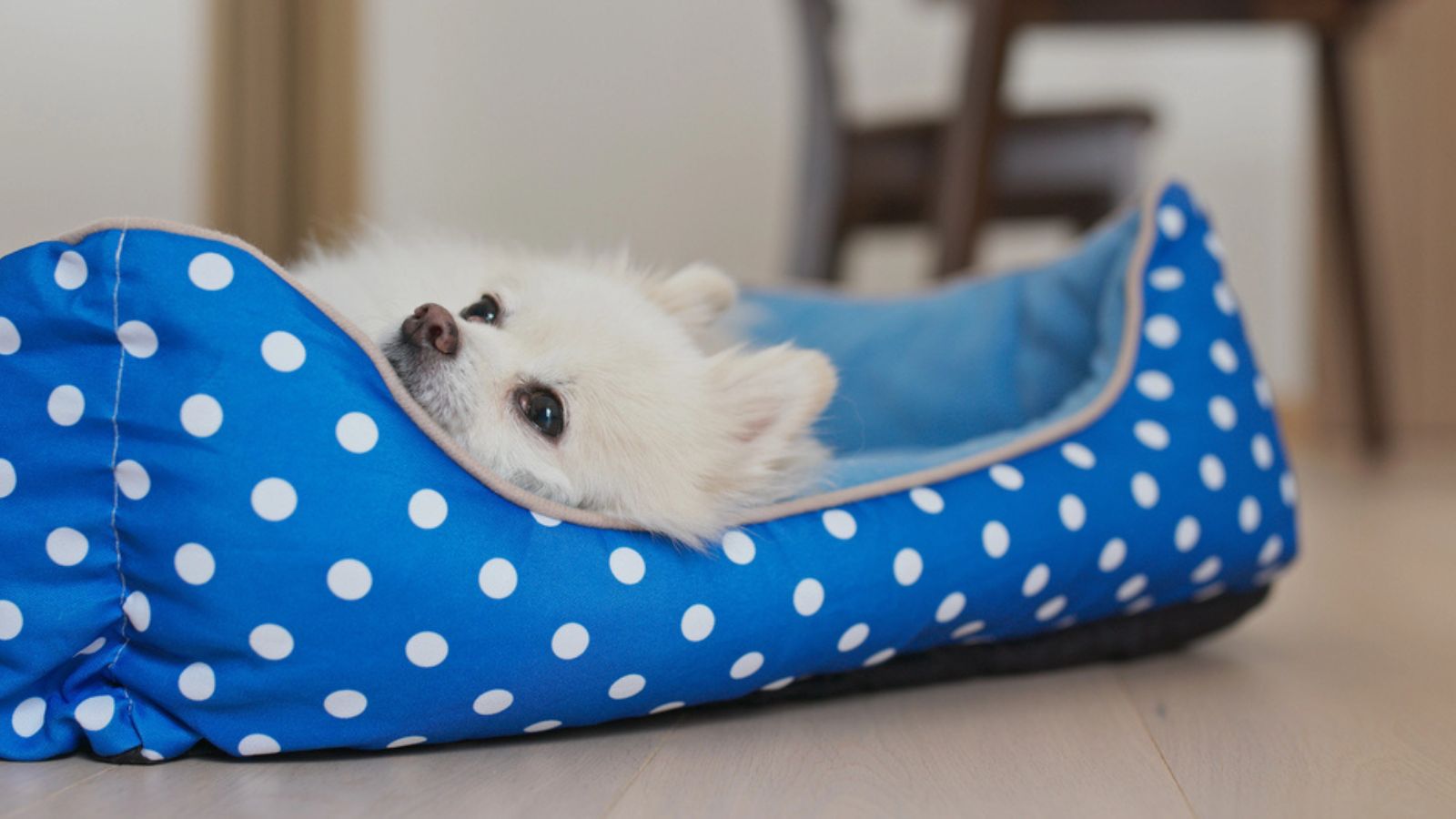 Pomeranian dog sleep on bed