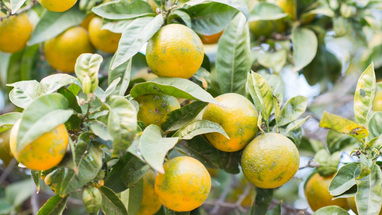 Mandarin tree with ripe fruits. Mandarin orange tree. Tangerine. Branch with fresh ripe tangerines and leaves image. Satsuma tree picture, soft focus.