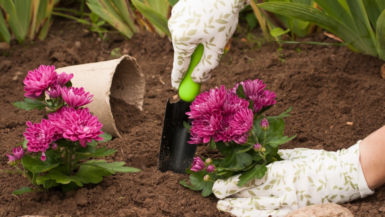 Spring Planting Flowers On Flower Bloom. Female Gardener Put Fresh Bouquet Flowers Chrysanthemum In Earth In Garden In Spring.