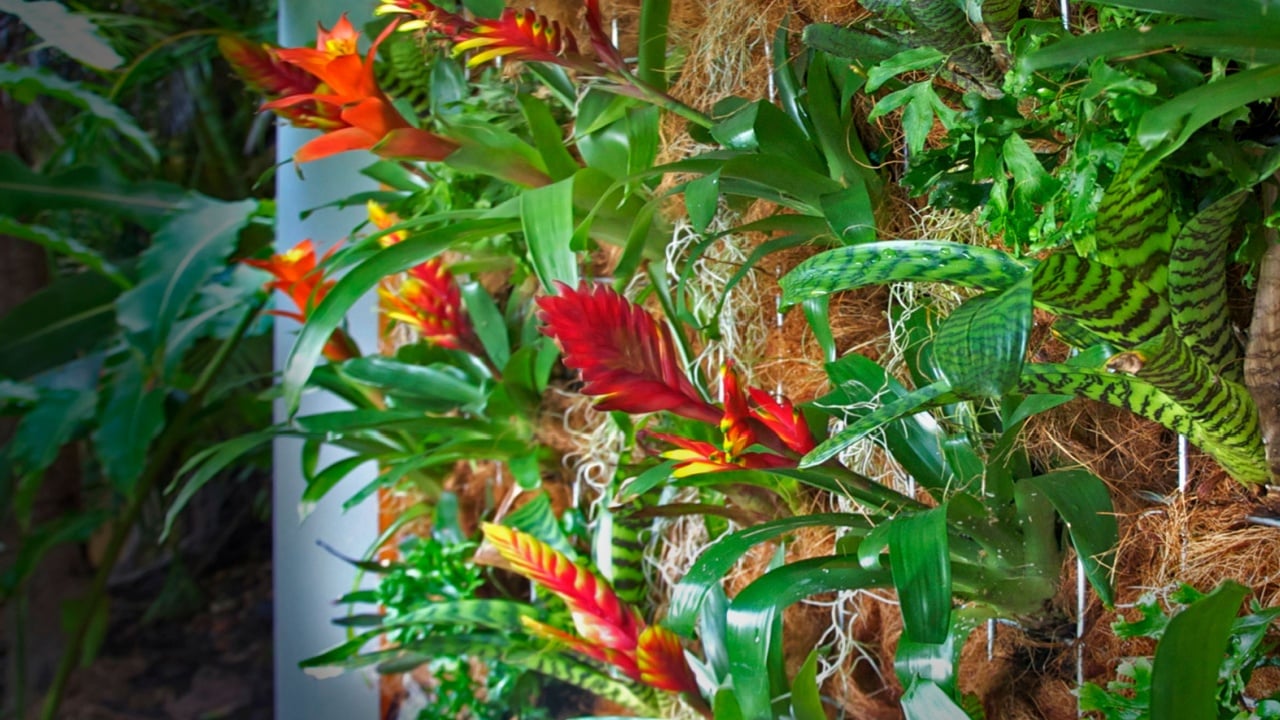 Orange and Red Bromeliads in a vertical garden wall with spanish moss in a contained in a timber frame
