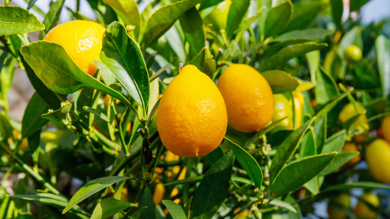 Limequats ( botanically known as Citrus × floridana ) hybrid of West Indian lime and kumquat. Limequats fruits and foliage on citrus trees in garden
