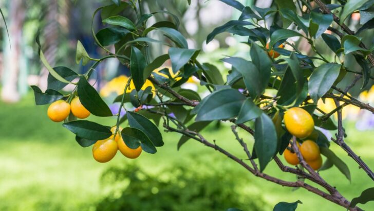 19 Lovely Citrus Trees to Add to Your Backyard This Year