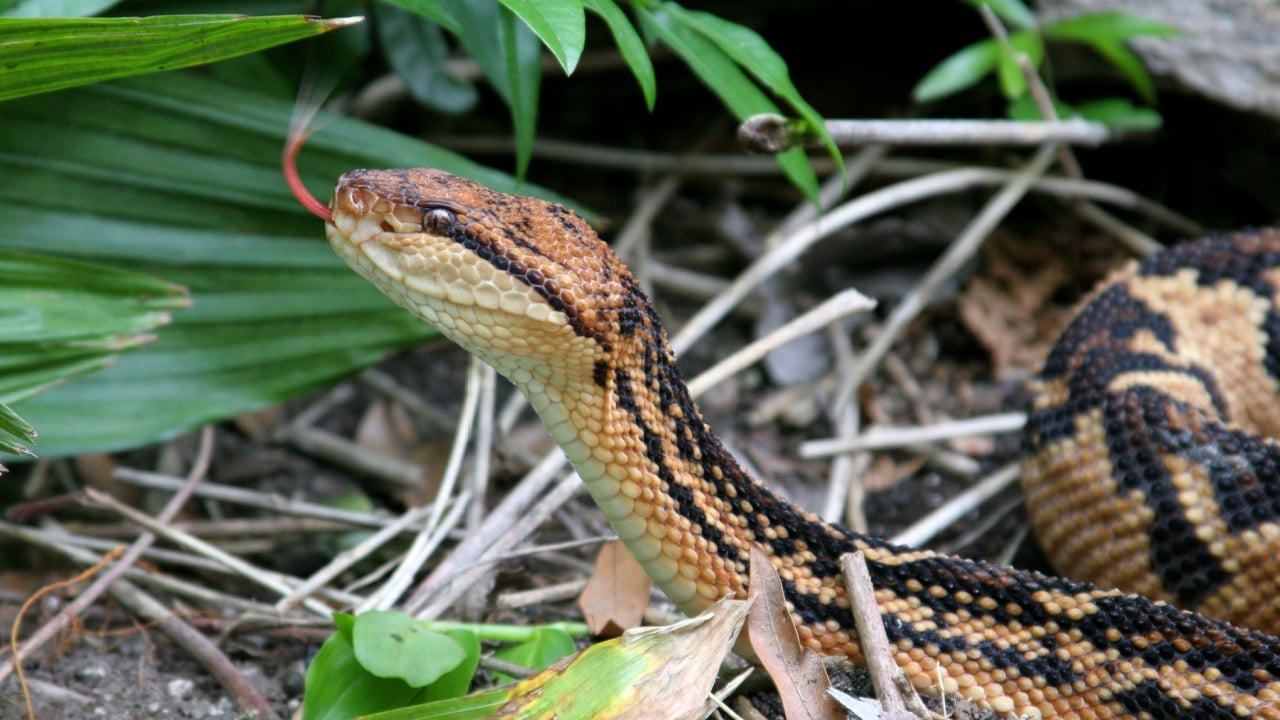 Venomous South American Bushmaster Snake (Lachesis muta)