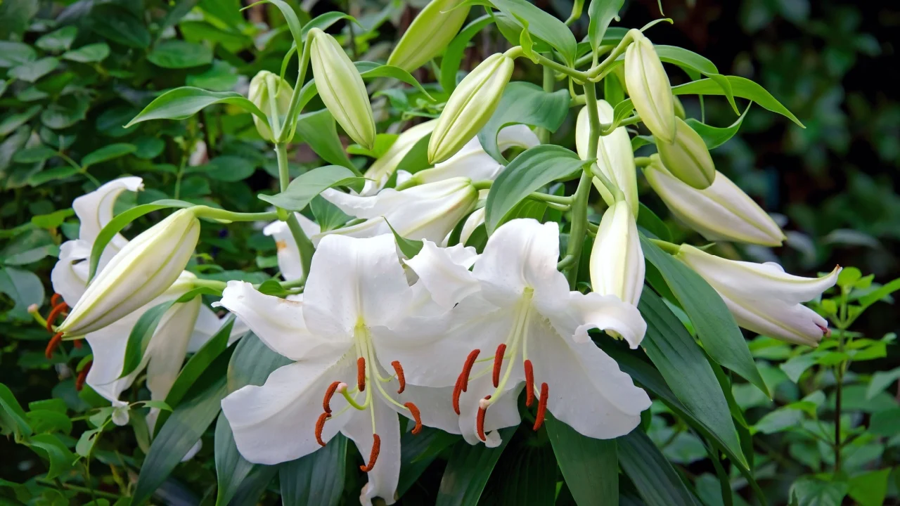White lily, Lilium 'Casa Blanca' growing in a garden in Japan
