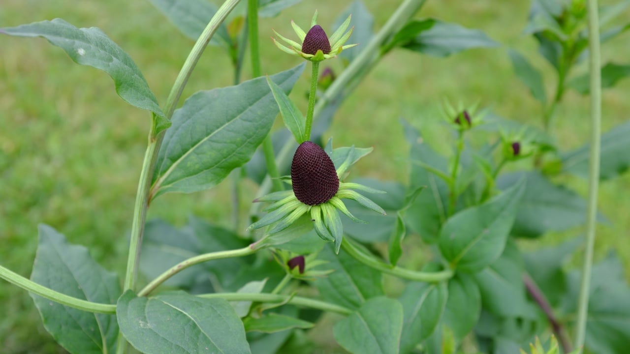 Rudbeckia occidentalis, Grenn Wizard