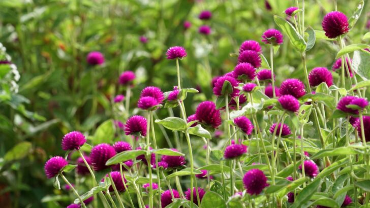 15 Gorgeous Purple Flowers That’ll Make Your Garden Pop