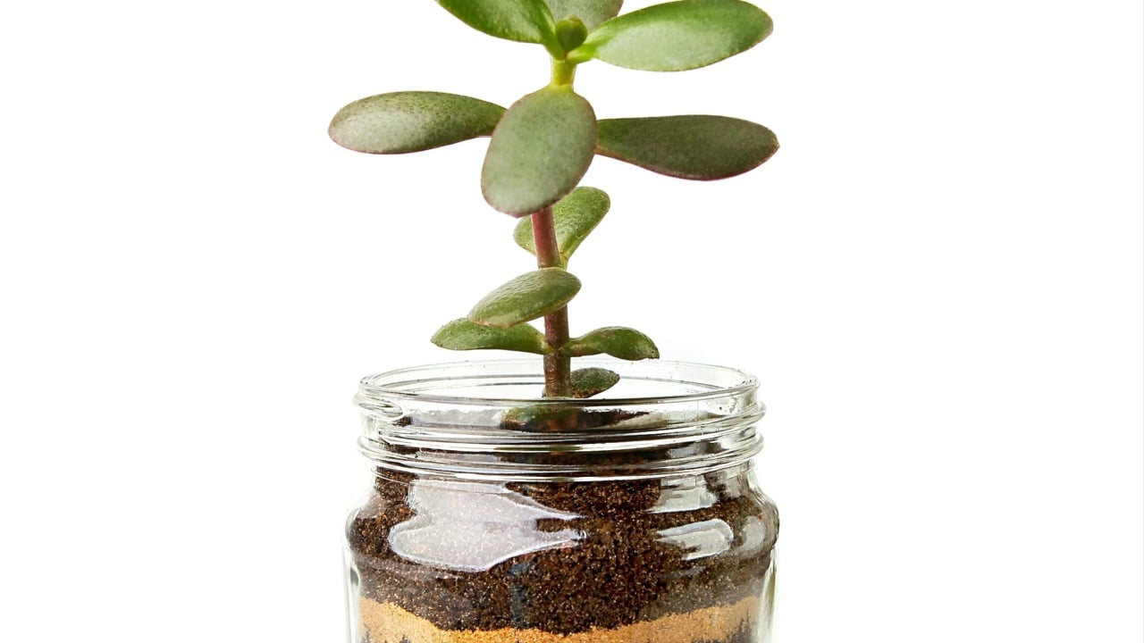 Jade plant succulent seedlings in glass jars. Succulent houseplant, crassula ovata, commonly known as jade plant, friendship tree, lucky plant, money tree cuttings in transparent pot.