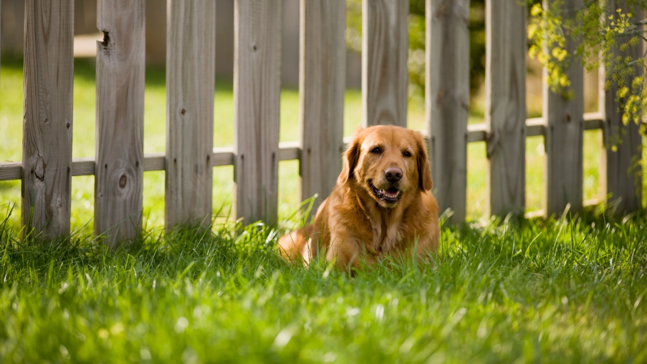 Labrador lying on lawn by fence