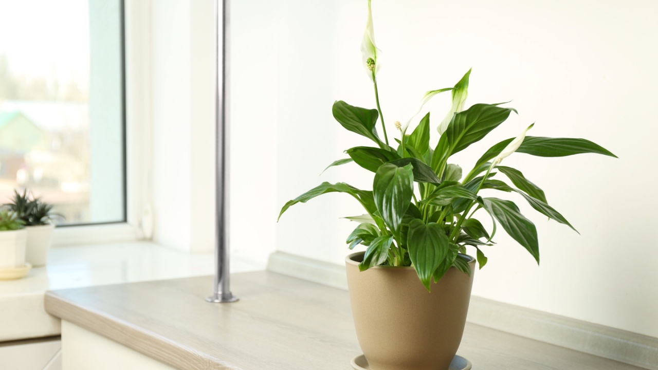 Beautiful Peace lily plant in pot on table near window at home, space for text