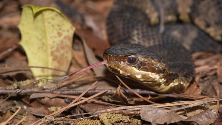 6 Snakes You Don&rsquo;t Want Anywhere Near Your Property