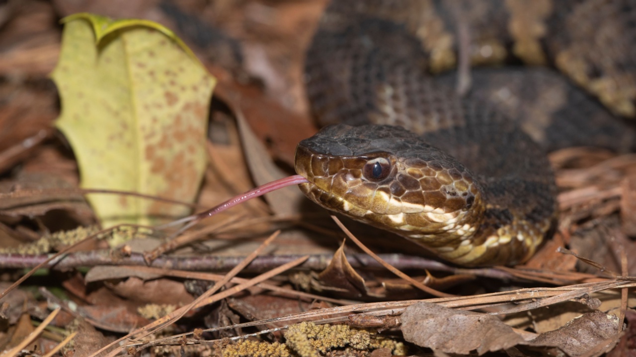 Eastern Cottonmouth (Water Moccasin) in North Carolina