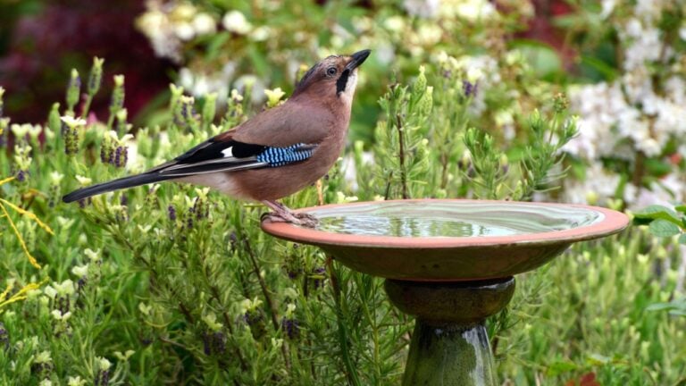 Jay Bird in Garden with Bird Bath