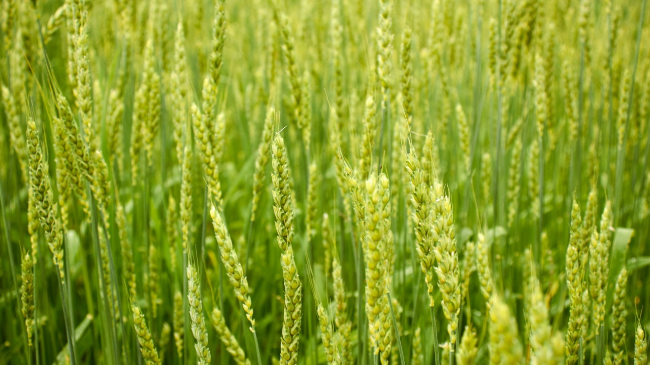 A field of winter rye growing in Berks County, Pennsylvania, USA