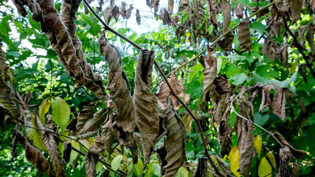 Branches with dead leaves on a dying elm tree suffering from dutch elm disease. Green leaves background