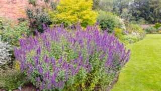 Large plant of purple cat-mint Nepeta cataria in a herbaceous border of an established garden.