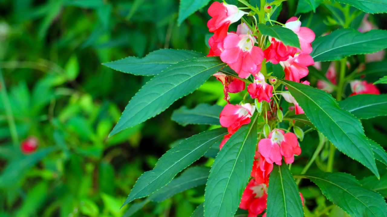 Pink flowers of Impatiens balsamina. balsam, garden balsam, rose balsam, touch-me-not, spotted snapweed. an annual plant.