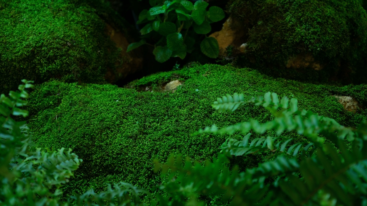 Beautiful green moss on the floor in the garden, moss closeup, macro. Beautiful background of moss for wallpaper.