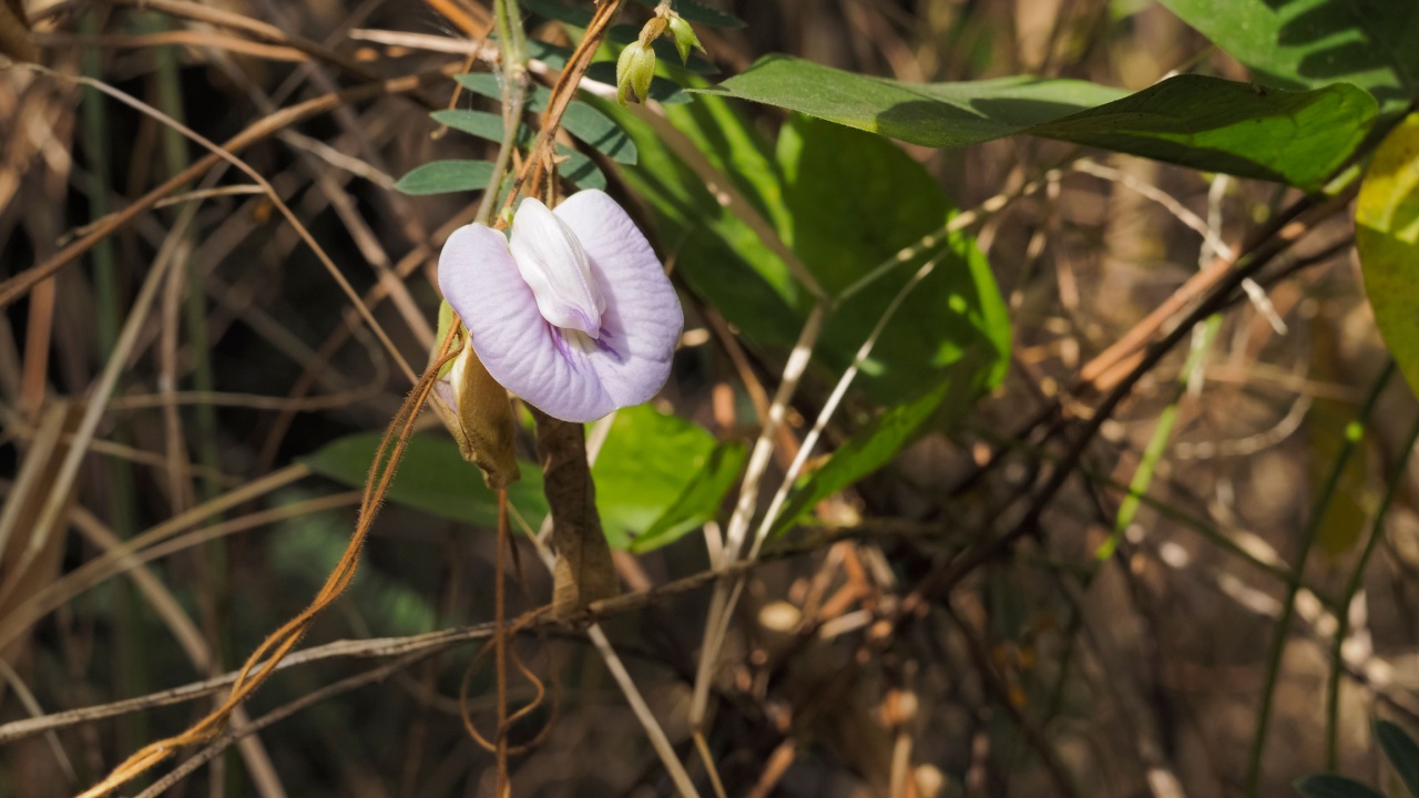 Austrian winter pea soft pink wild flower (Lathyrus hirsutus) blossom on branch with nature blurred background, common names, including Caley pea, singletary pea and hairy vetchling.