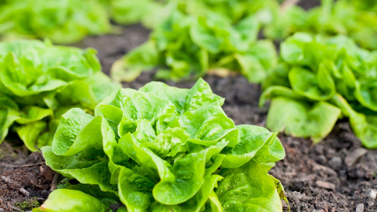 Colorful Winter vegetable garden greenhouse with winter crop - lettuce, cabbage, beet greens and swis chard.All year round fresh leaves for salad.