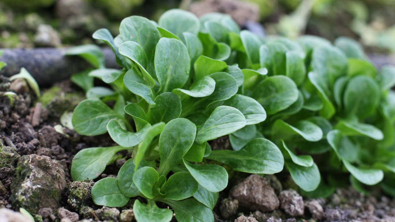 Corn Salad, Field salad, Lamb's Lettuce (Valerianella locusta) in the garden, ready to cut. Close up, Vogerlsalat, Rapunzel, foliage, natural food background