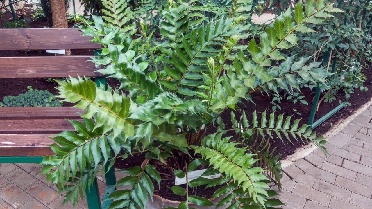 Cyrtomium Falcatum is a species of fern known by the common names house holly-fern and Japanese holly fern.